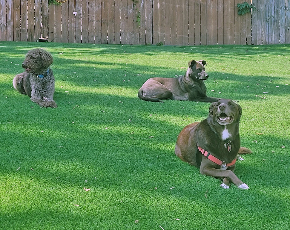 K9 home clearance boarding